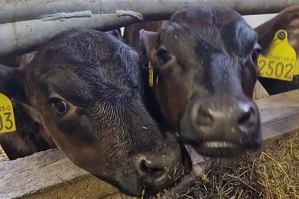 To kalver med gule øremerker ved fôrbrettet i fjøset