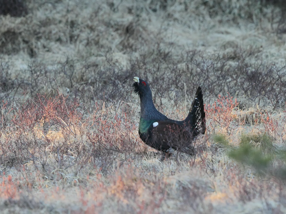 En tiur i frostdekket lyng og krekling en tidlig morgen